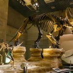 Museum Day2026
