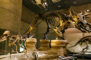 Museum Day 2026