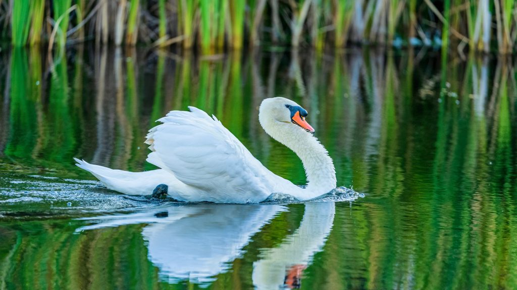 Mute Swan GI