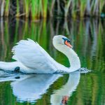 Mute Swan GI