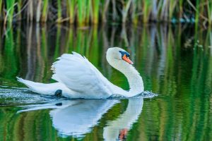 Mute Swan GI