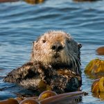 Otter Day