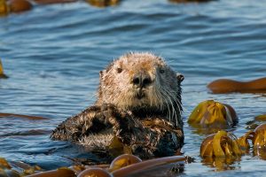 Otter Day
