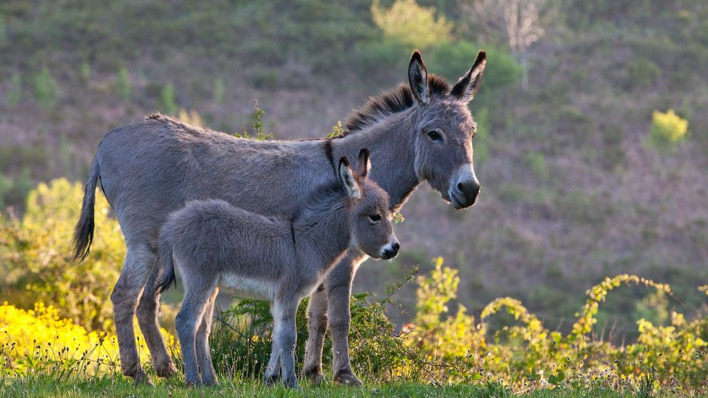 Sardinian Donkey