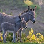 Sardinian Donkey