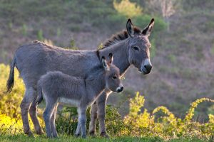 Sardinian Donkey