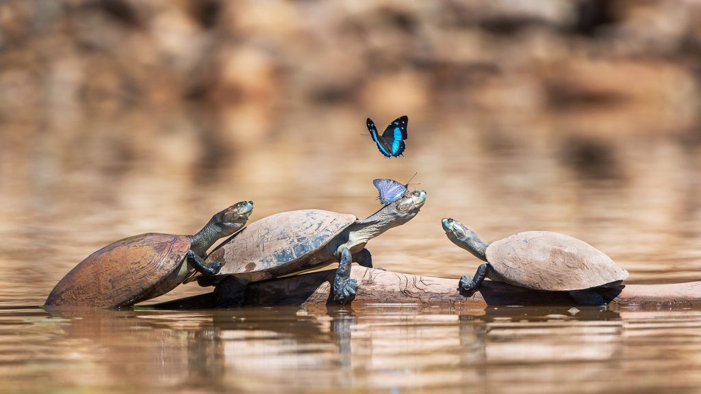 Three Turtles Butterflies