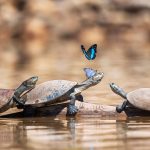 Three Turtles Butterflies