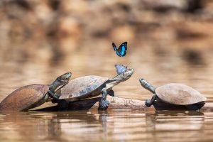 Three Turtles Butterflies
