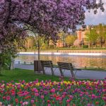 Tulip Fest OT