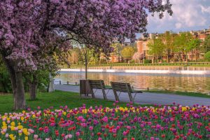 Tulip Fest OT