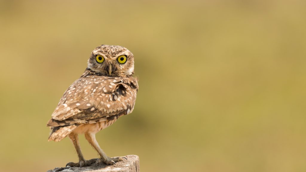 B Owl