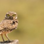 B Owl