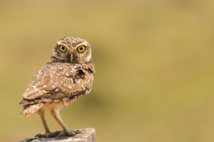 B Owl