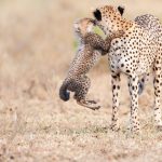 Cheetah Mother Day