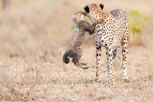 Cheetah Mother Day