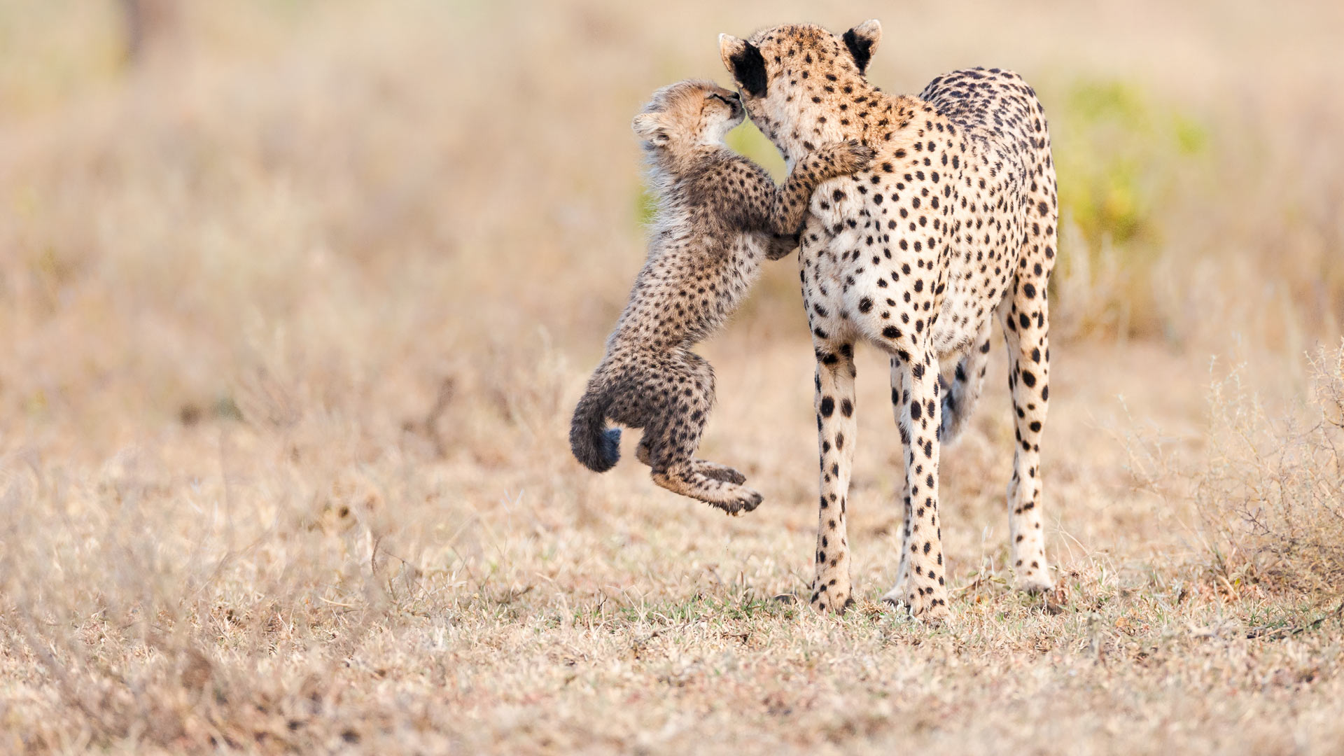 Cheetah Mother Day