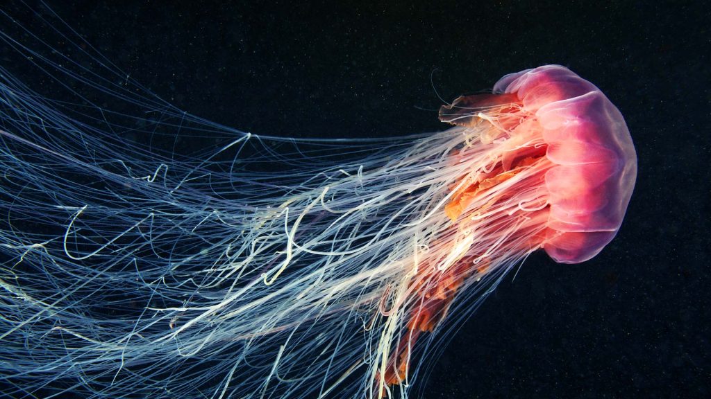 Cyanea