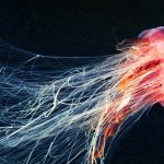 Cyanea