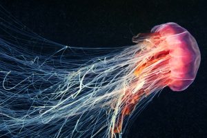 Cyanea