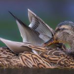 Duck Pond