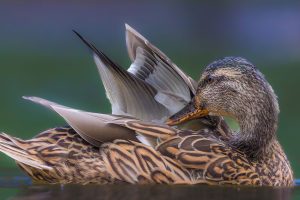 Duck Pond