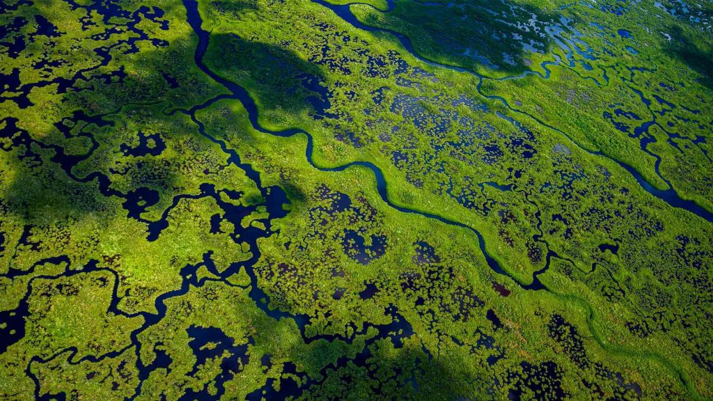 Everglades Wetlands