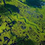 Everglades Wetlands