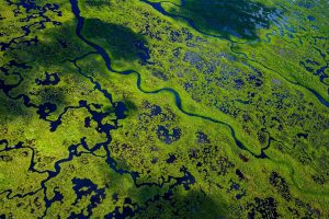 Everglades Wetlands