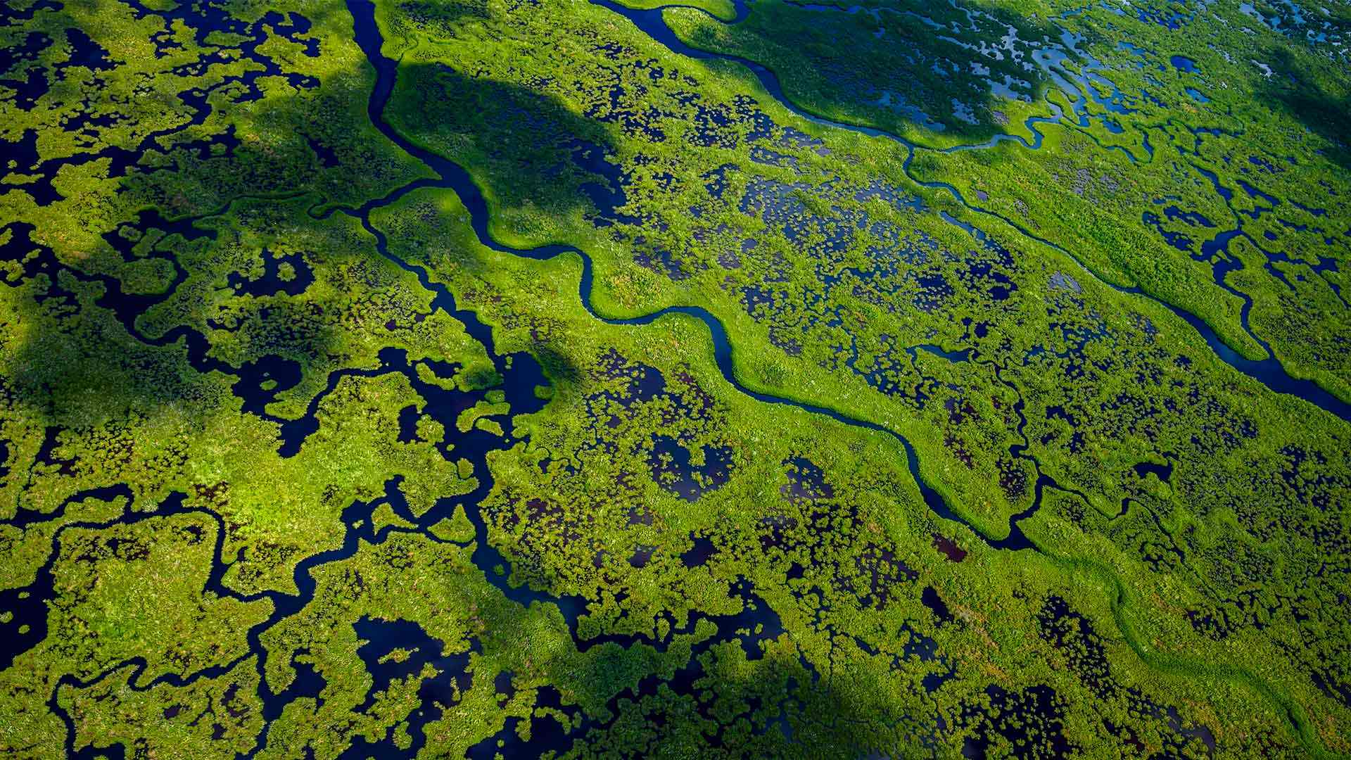 Everglades Wetlands