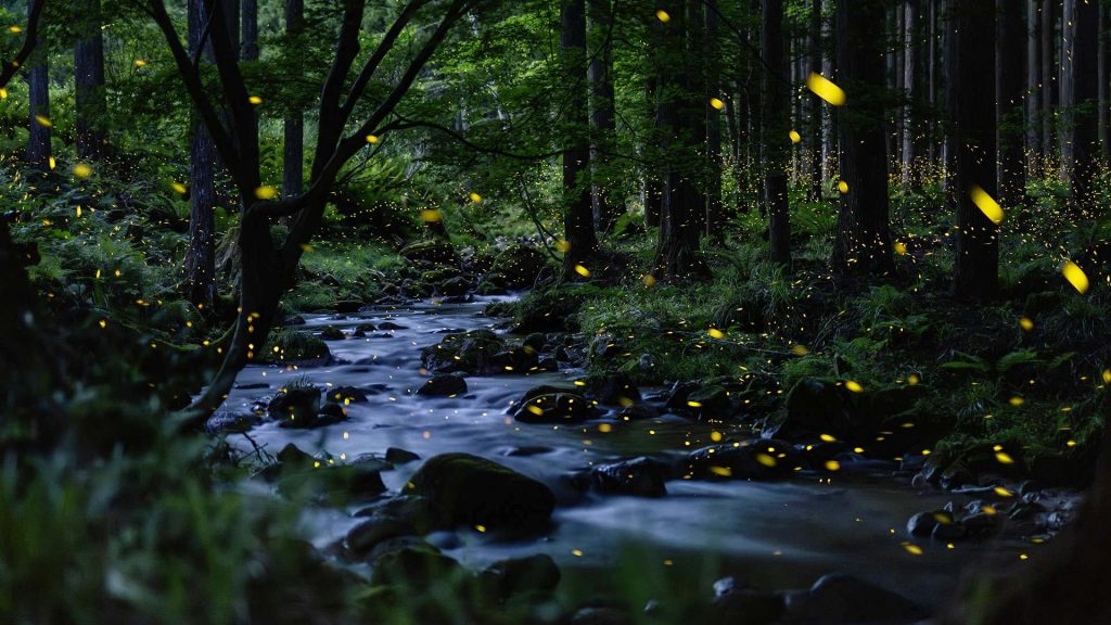 Firefly Season2026