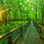 Hiking Natchez