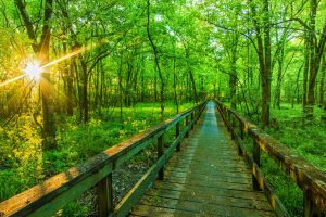 Hiking Natchez