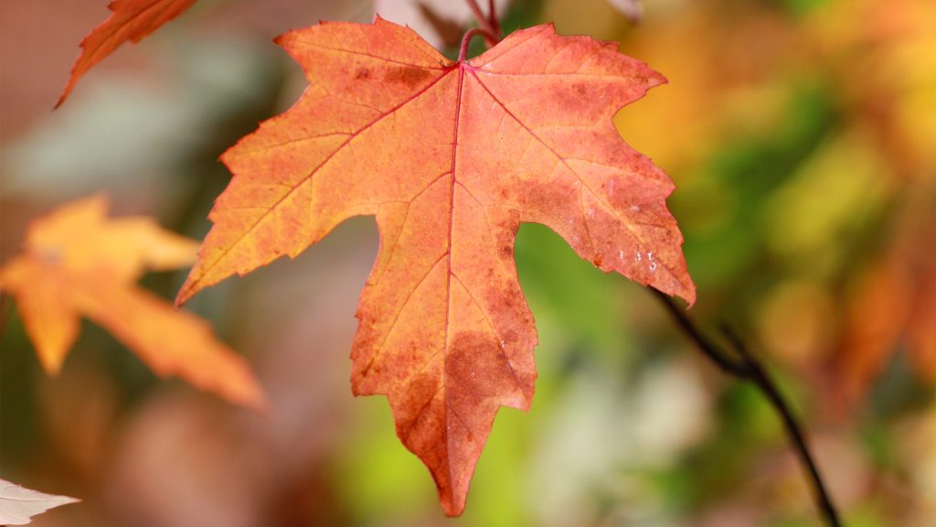 Indigenous Maple