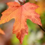 Indigenous Maple