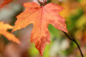 Indigenous Maple