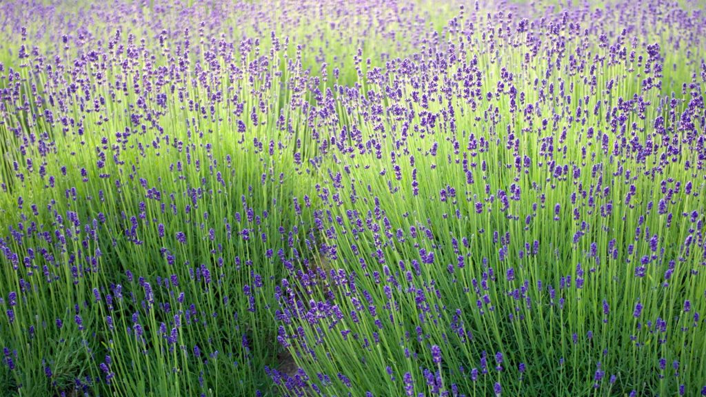 Lavender Season2026