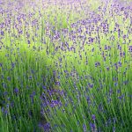 Lavender Season2026
