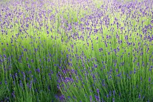 Lavender Season2026