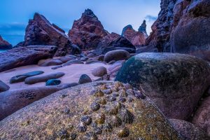 Limpets