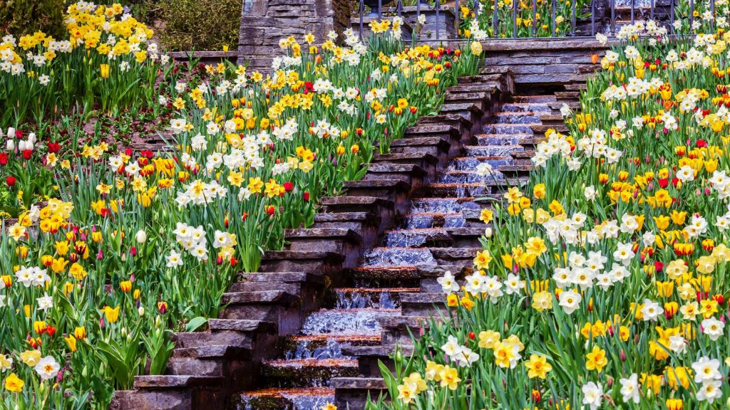 Mainau Flowers