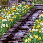 Mainau Flowers
