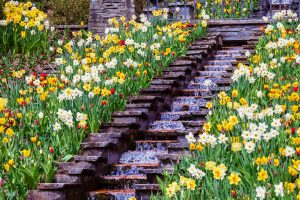 Mainau Flowers