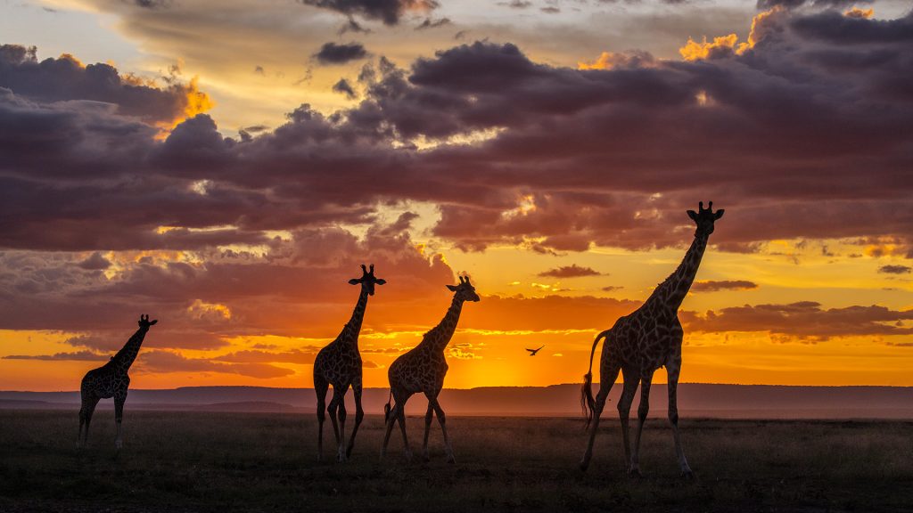 Masai Giraffe