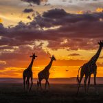Masai Giraffe