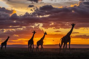 Masai Giraffe