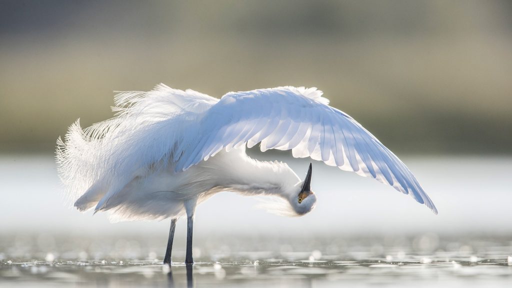 Preening Egret