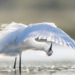 Preening Egret