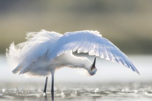 Preening Egret