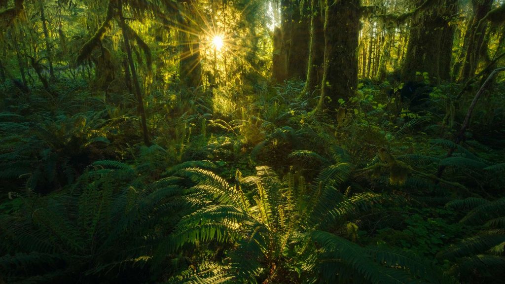 Quinault Ferns